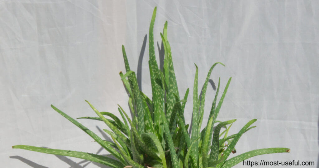 Make Hand Sanitizer With Aloe Vera Featured Image