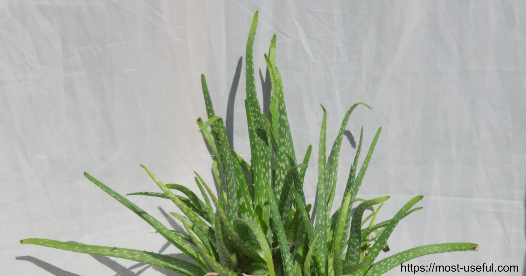 How To Make Hand Sanitizer With Aloe Vera Plant 1 Make Hand Sanitizer With Aloe Vera Featured Image