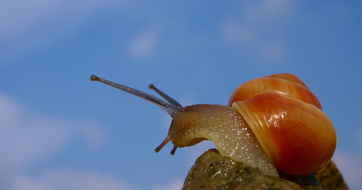 does ezoic slow down your website featured image